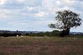 2. Cattle in a field - thankfully far away
